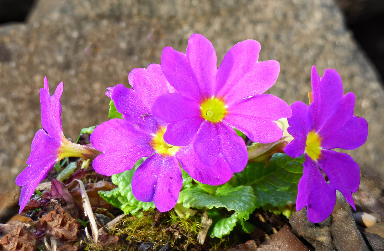 Primula x juliae (Vivalpi)